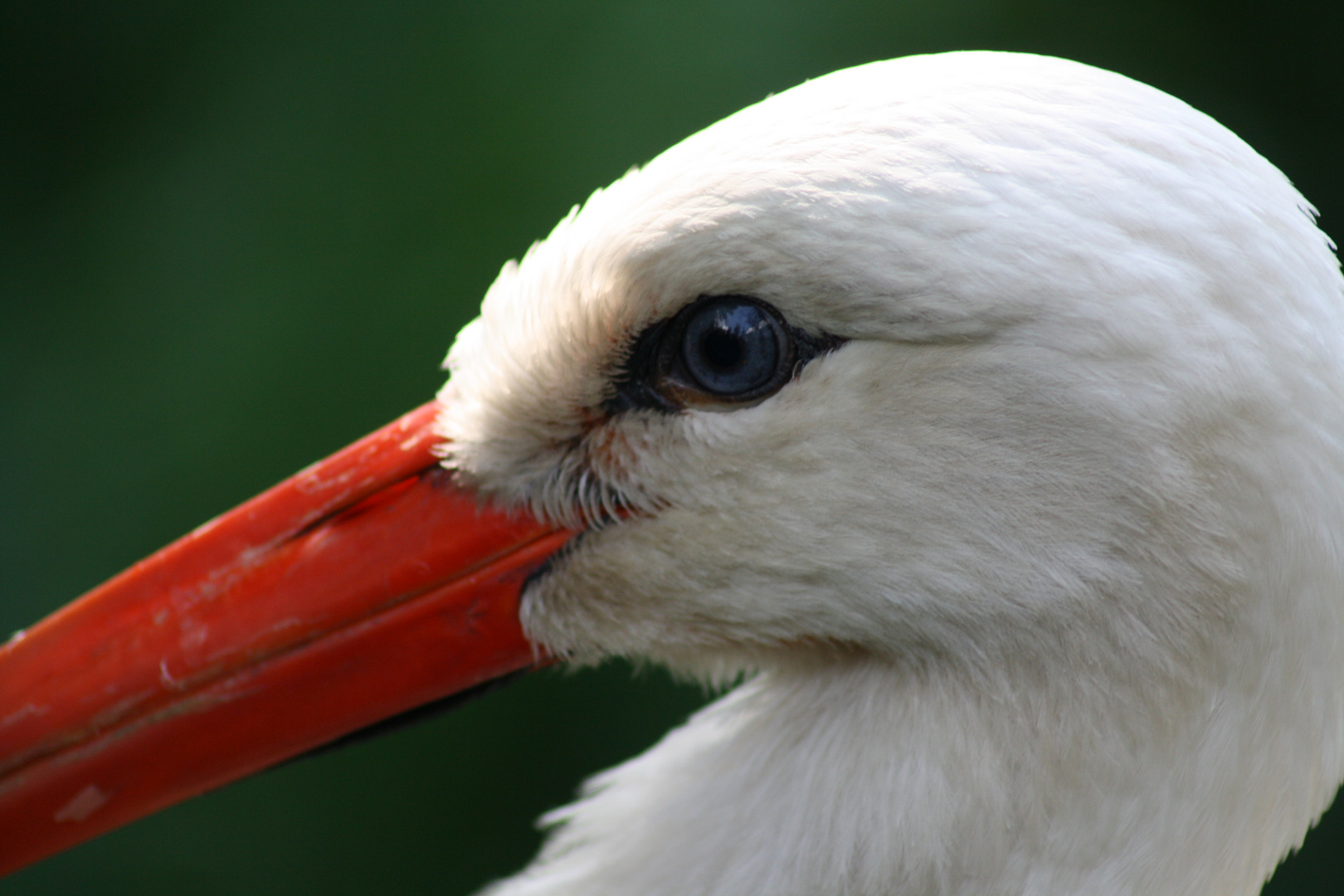 storch