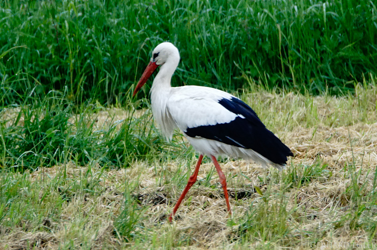 Storch