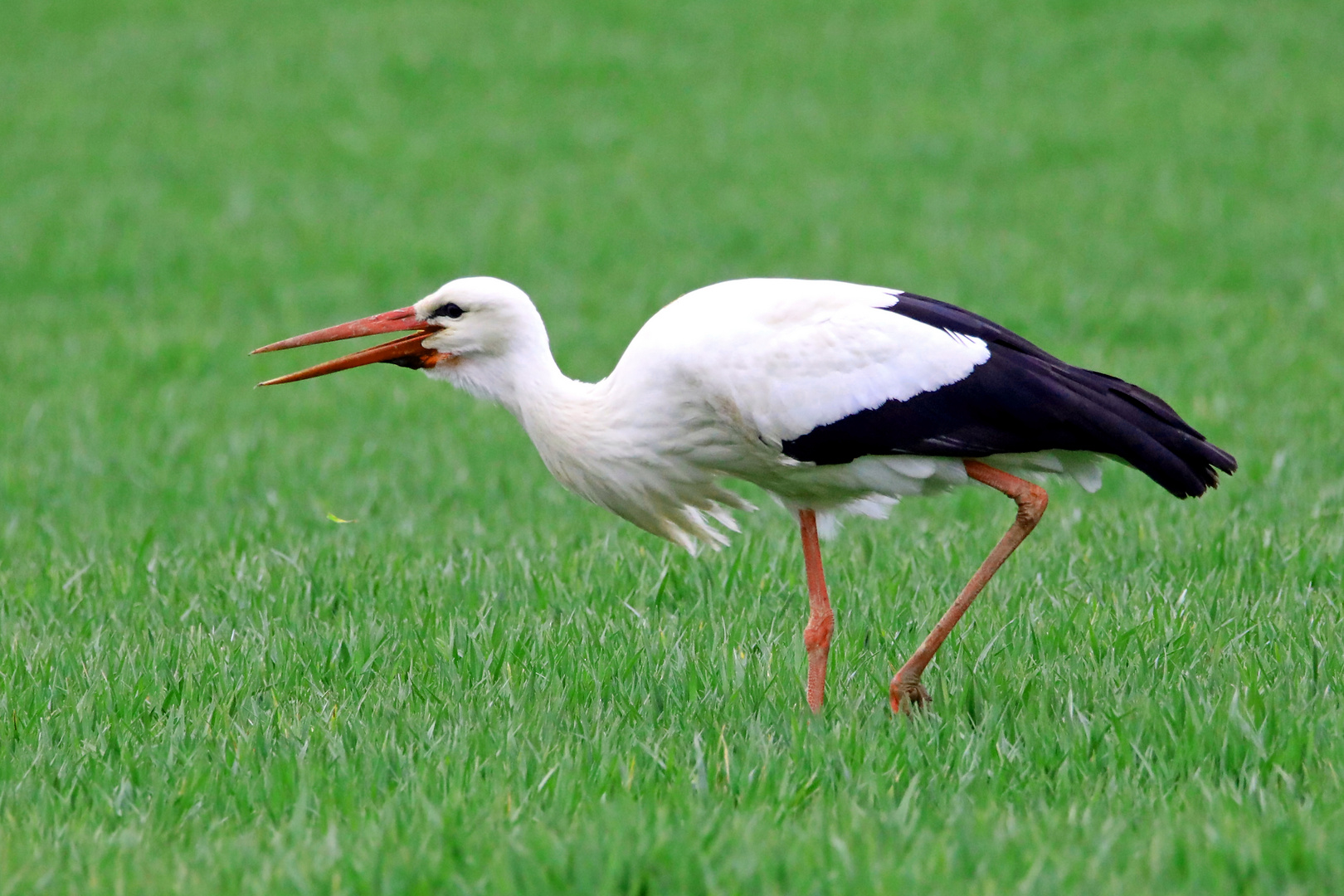 Storch am Abend 1