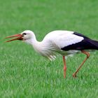 Storch am Abend 1