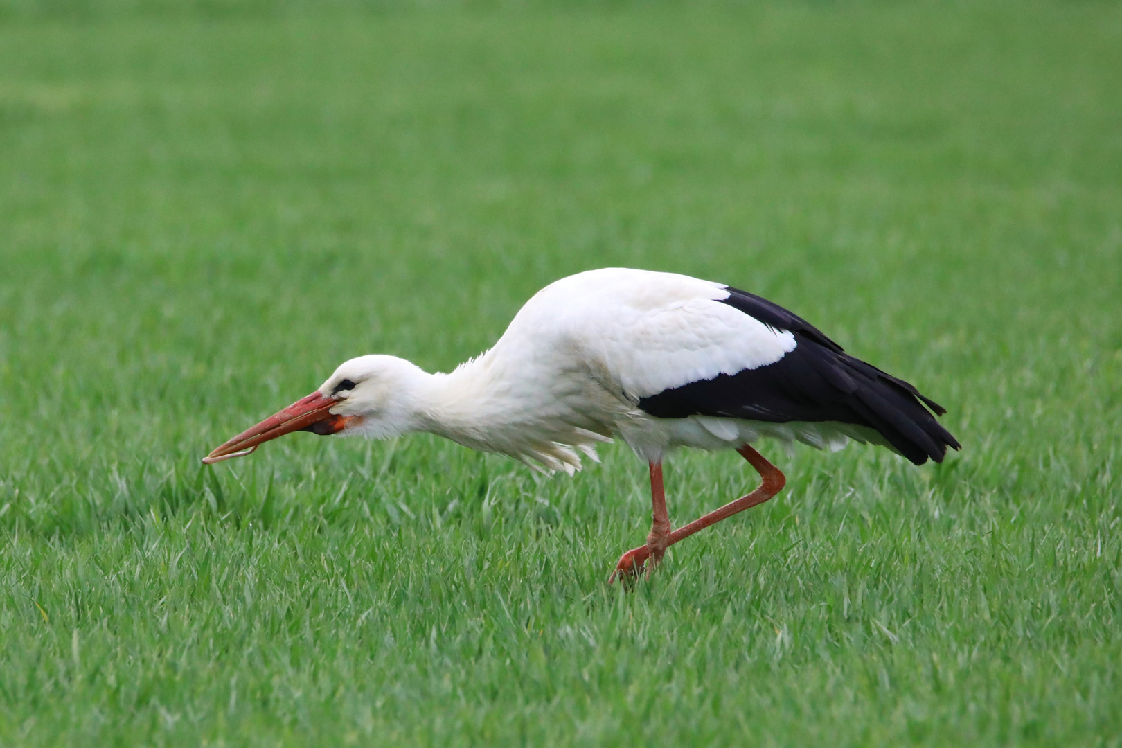 Storch am Abend 2