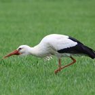 Storch am Abend 2