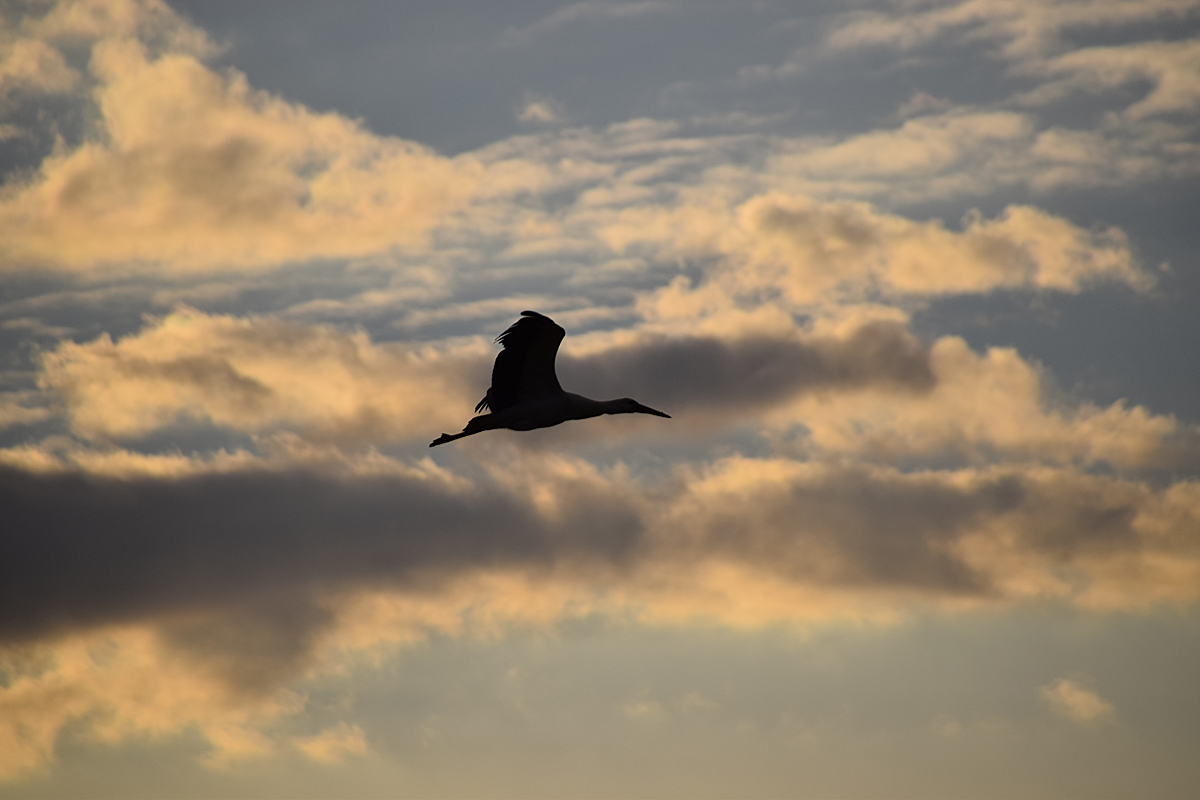 Storch am Abendhimmel