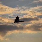 Storch am Abendhimmel