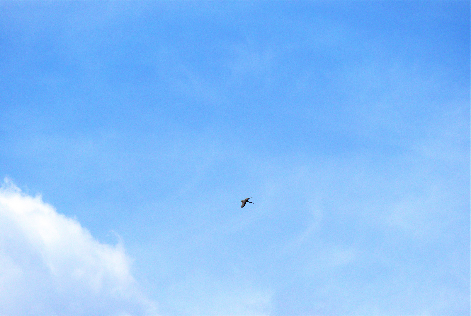 Storch am Alt-Arnsberger Himmel.