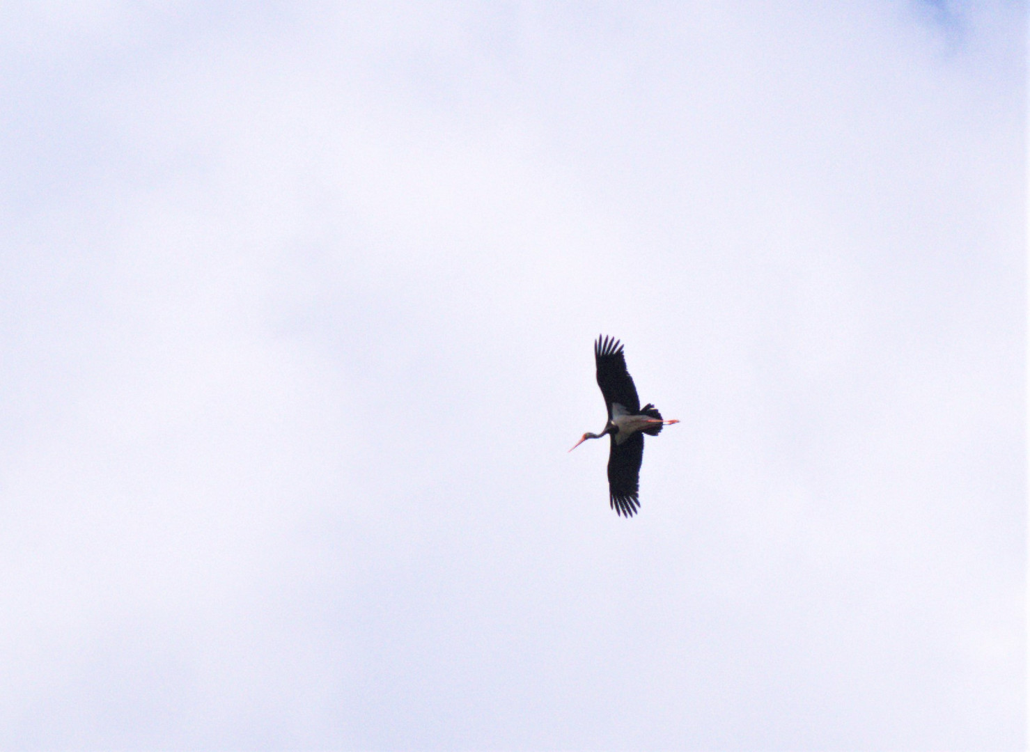 Storch am Alt-Arnsberger Himmel.