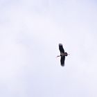 Storch am Alt-Arnsberger Himmel.