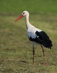 Storch am Altmühlsee