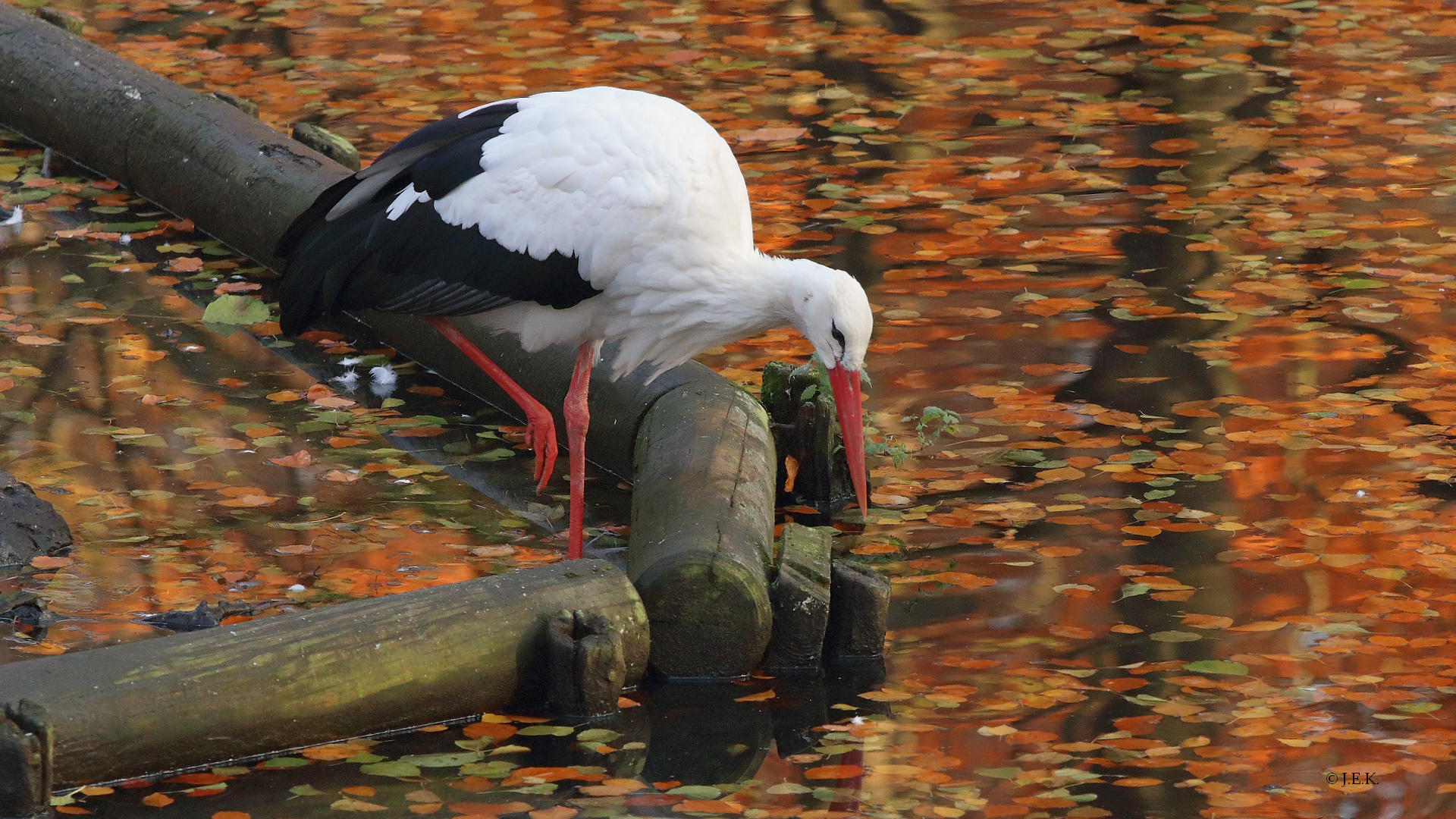 Storch am Babyteich