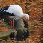 Storch am Babyteich