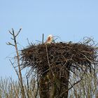 Storch am Dösen