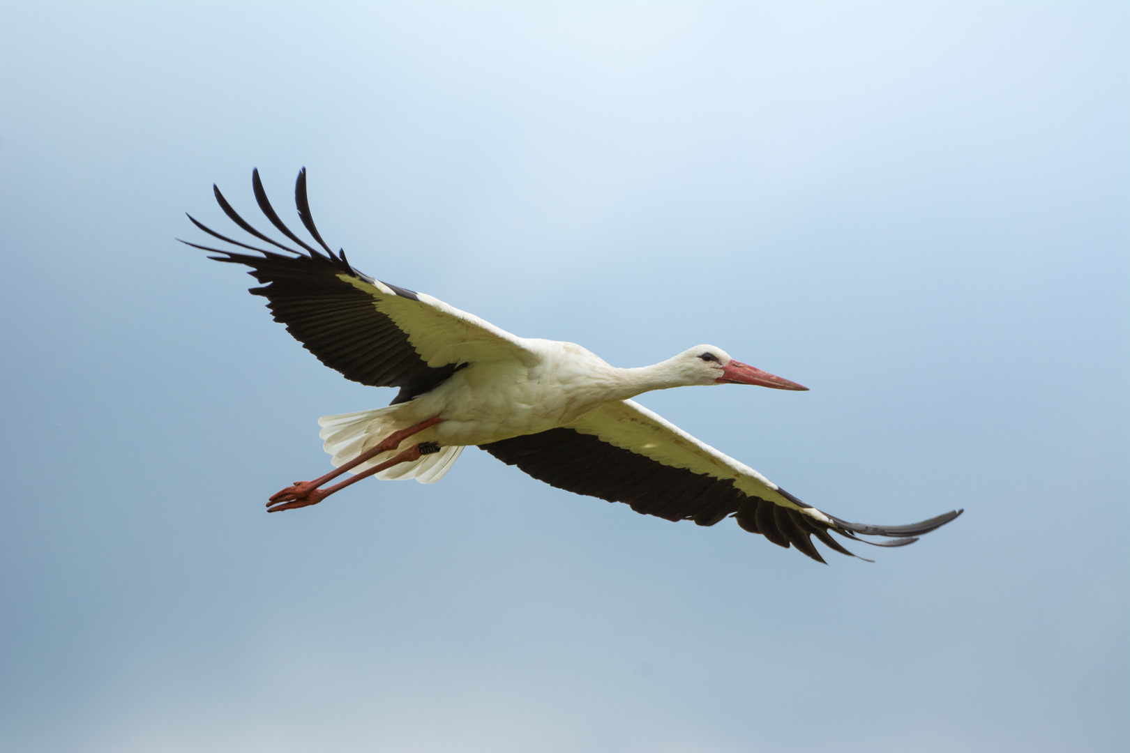 Storch am Himmel