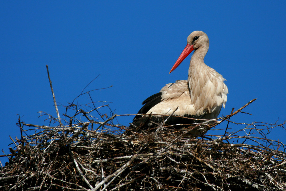 Storch am Horst