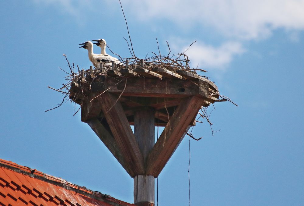 Storch am Kornhaus in Spalt