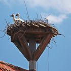 Storch am Kornhaus in Spalt