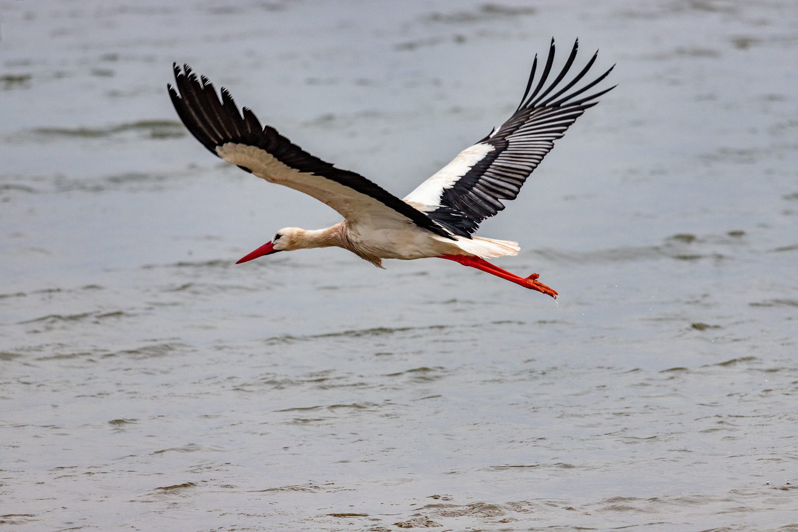 Storch am Meer