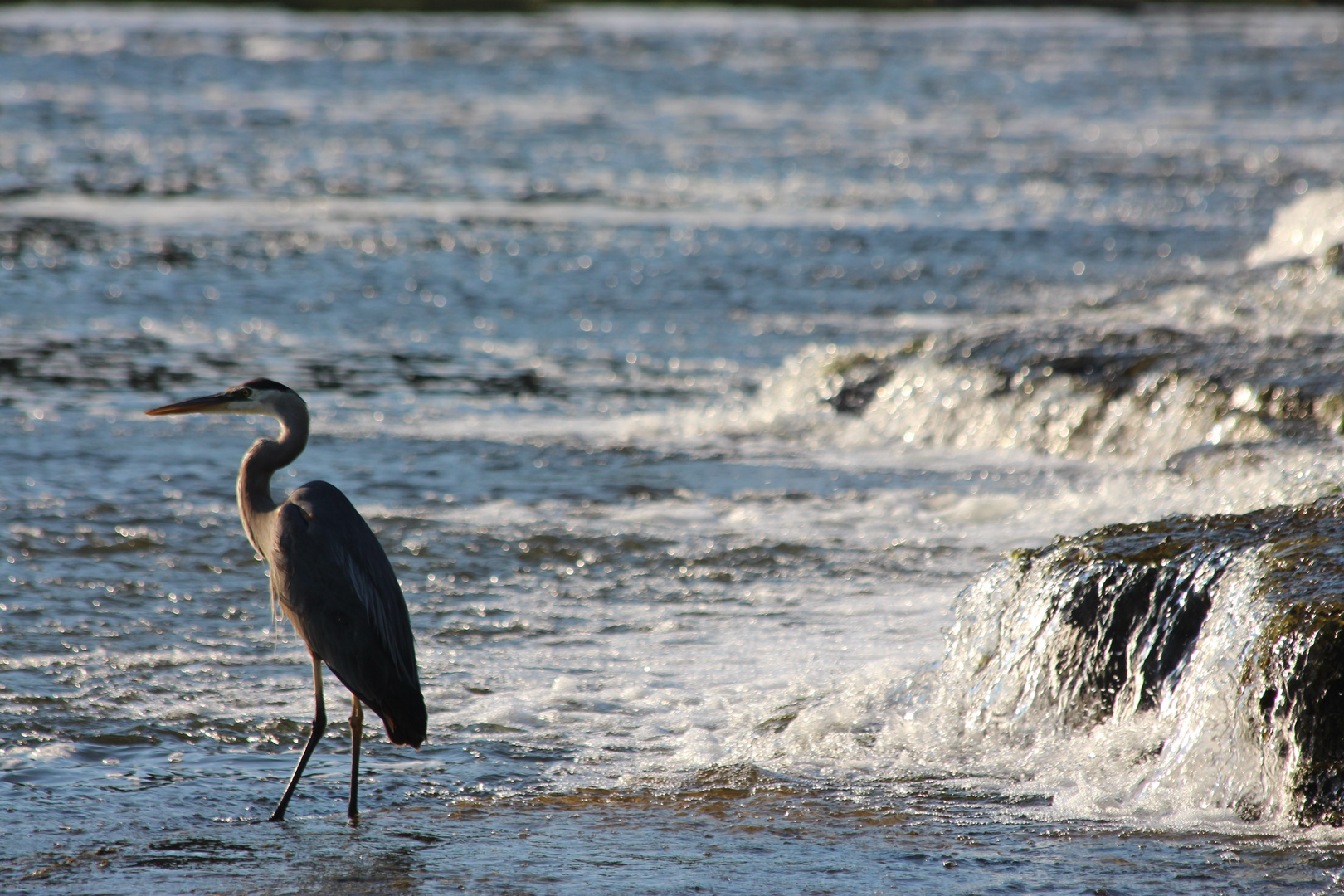 Storch am Mississippi Lake