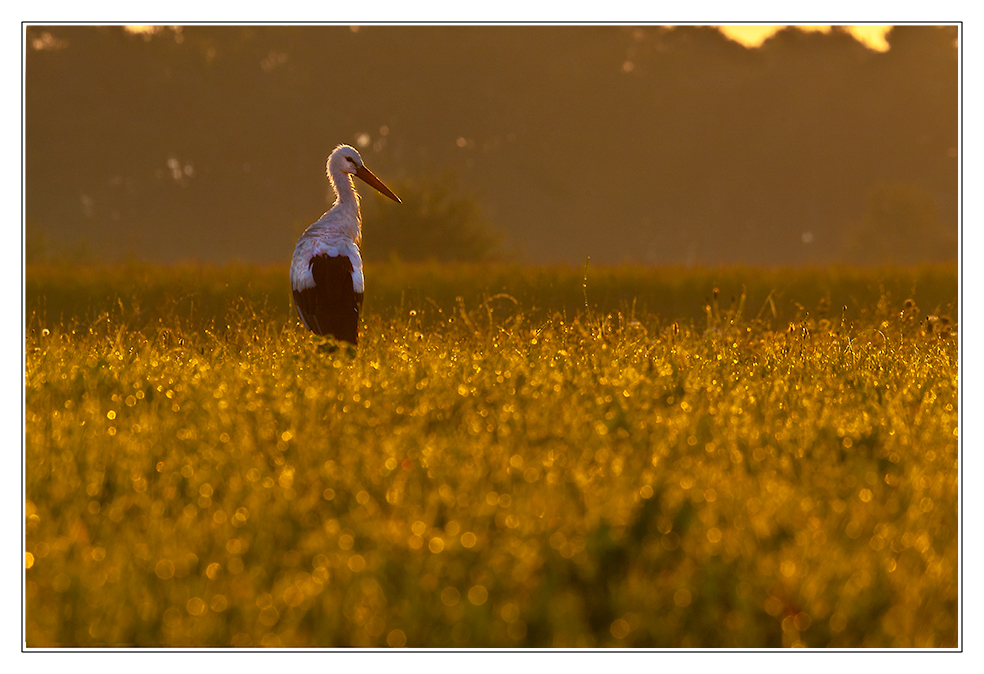 Storch am Morgen...