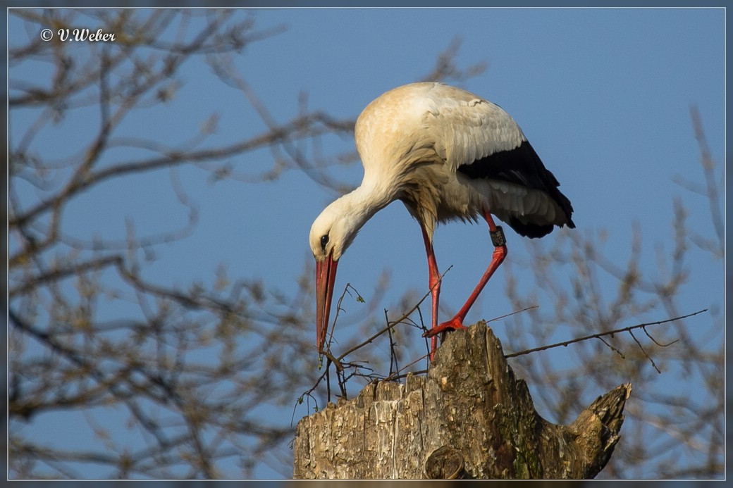 Storch am Nest bauen