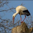 Storch am Nest bauen