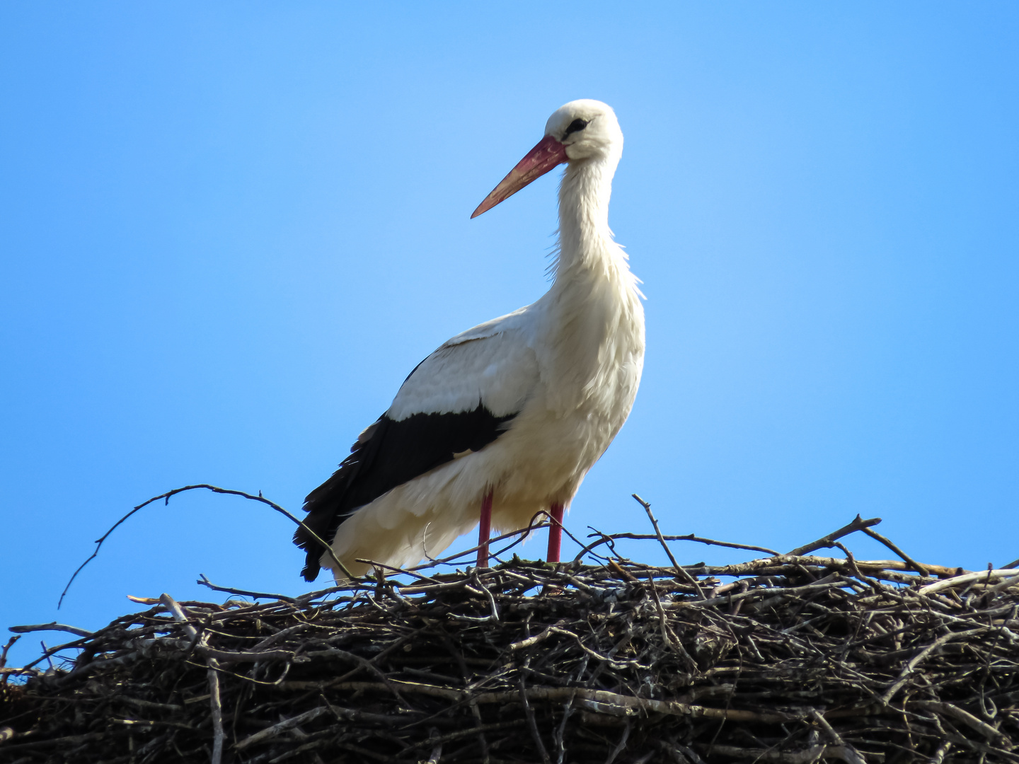 Storch am Nest