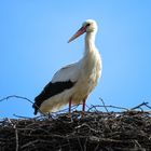 Storch am Nest