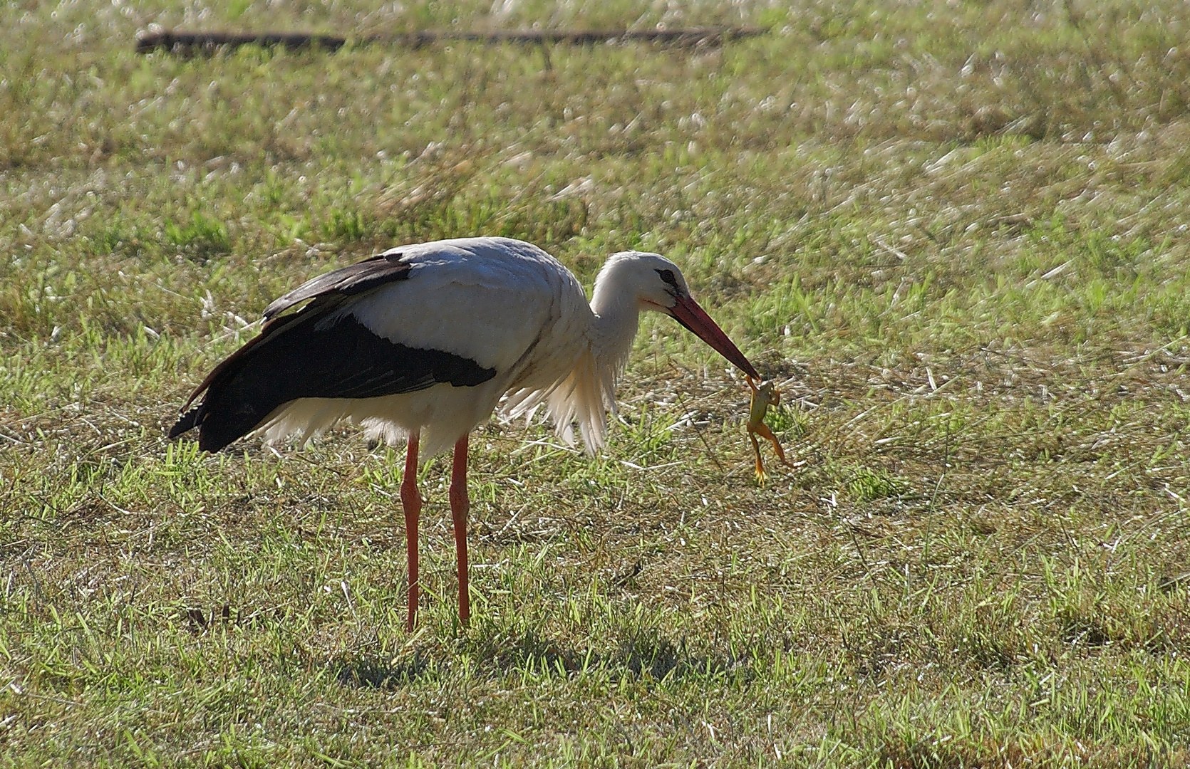 Storch am Niederrhein