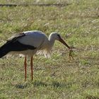 Storch am Niederrhein