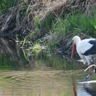 Storch am Schwarzbach