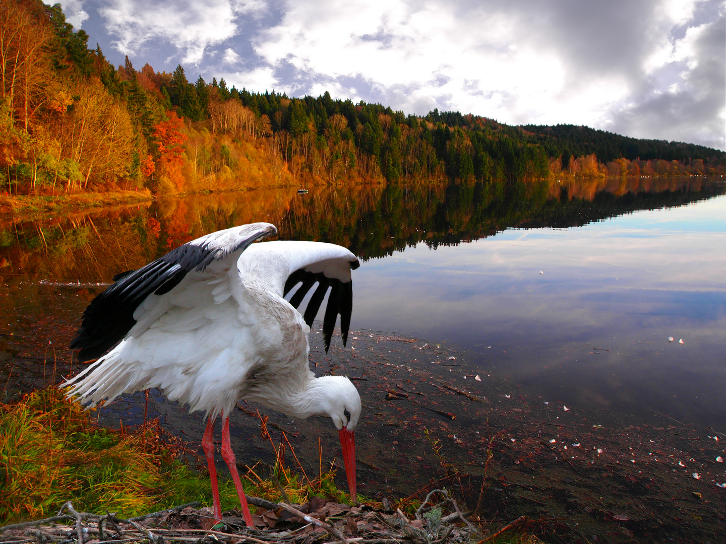 Storch am See