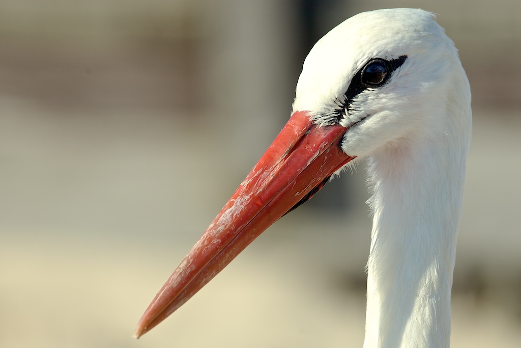 Storch am Strand