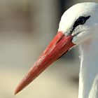 Storch am Strand