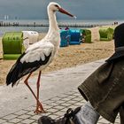 Storch am Strand