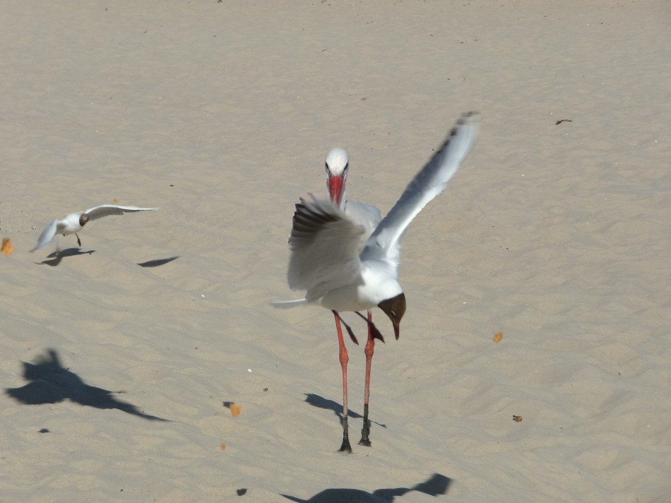 Storch am Strand von Wyk auf Föhr