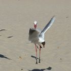 Storch am Strand von Wyk auf Föhr