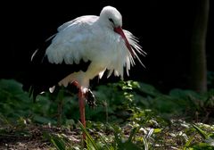 Storch am Waldesrand