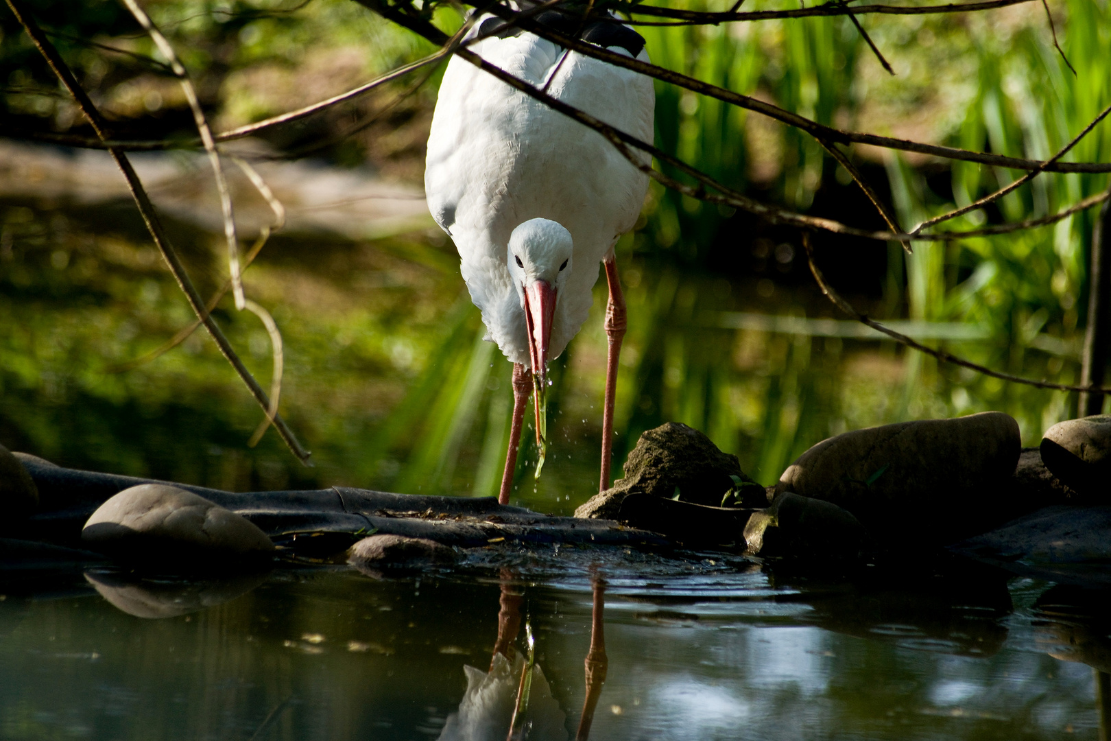 Storch am Wasser