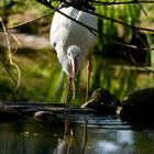 Storch am Wasser