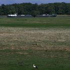 Storch an der Elbe bei Cumlosen