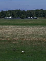 Storch an der Elbe bei Cumlosen