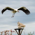 Storch approaching Poing