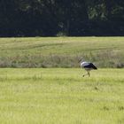 Storch auf abendlicher Nahrungssuche