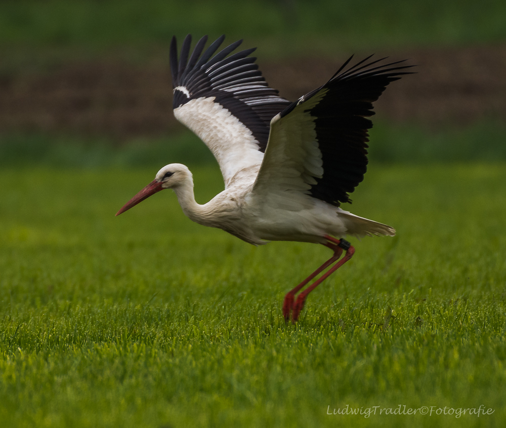 Storch auf Besuch