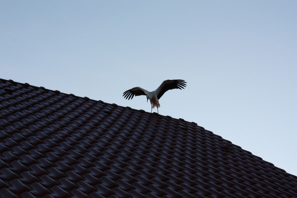 Storch auf Dach