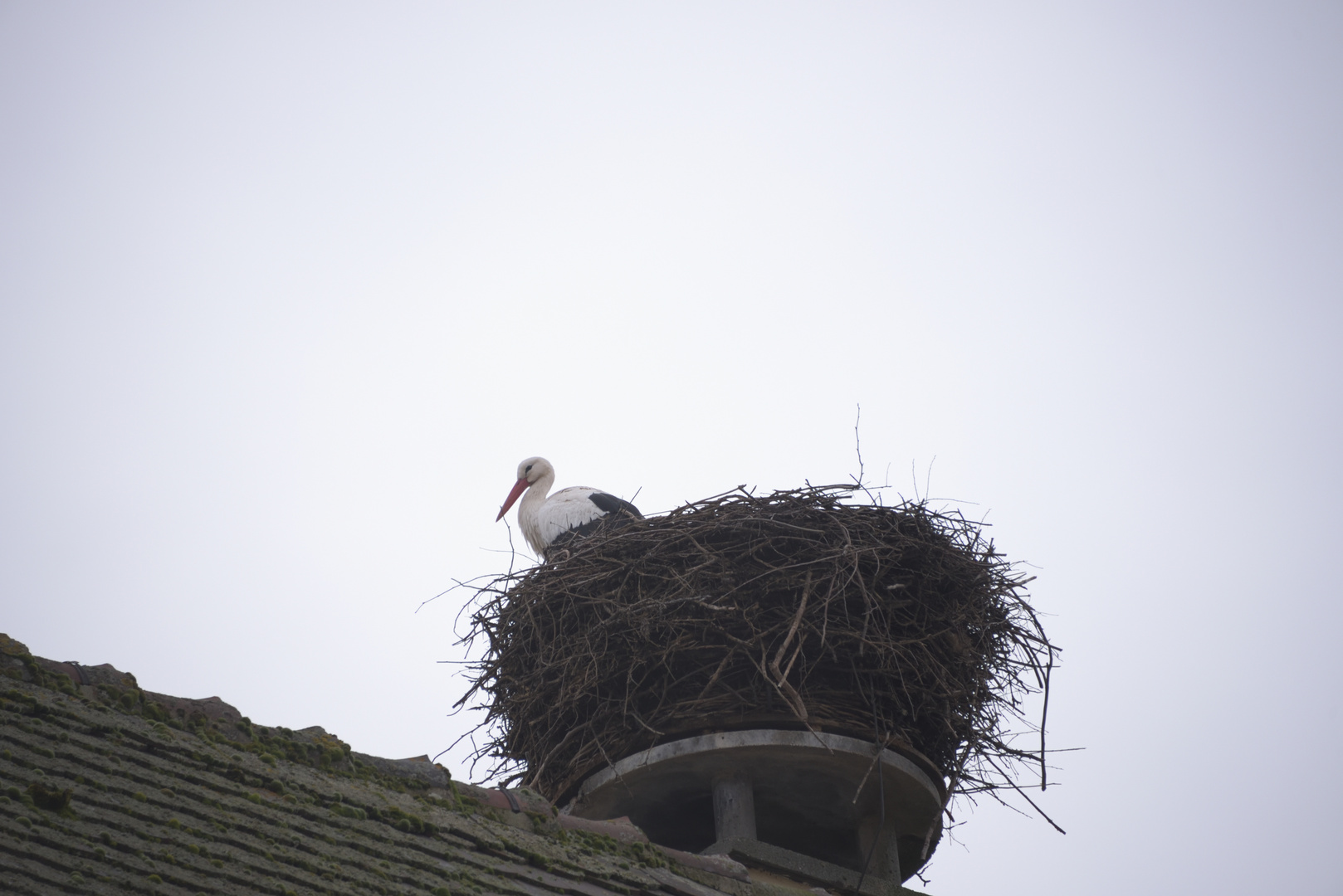 Storch auf dem Dach