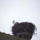 Storch auf dem Dach