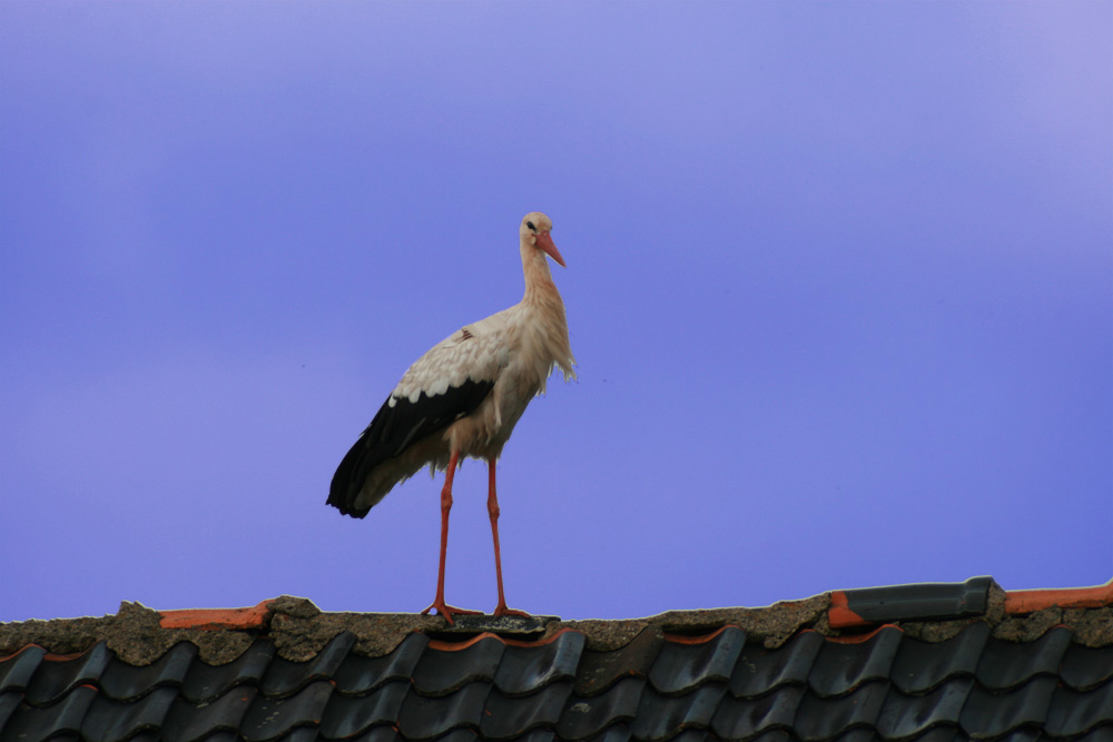 Storch auf dem Dach...