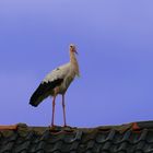 Storch auf dem Dach...