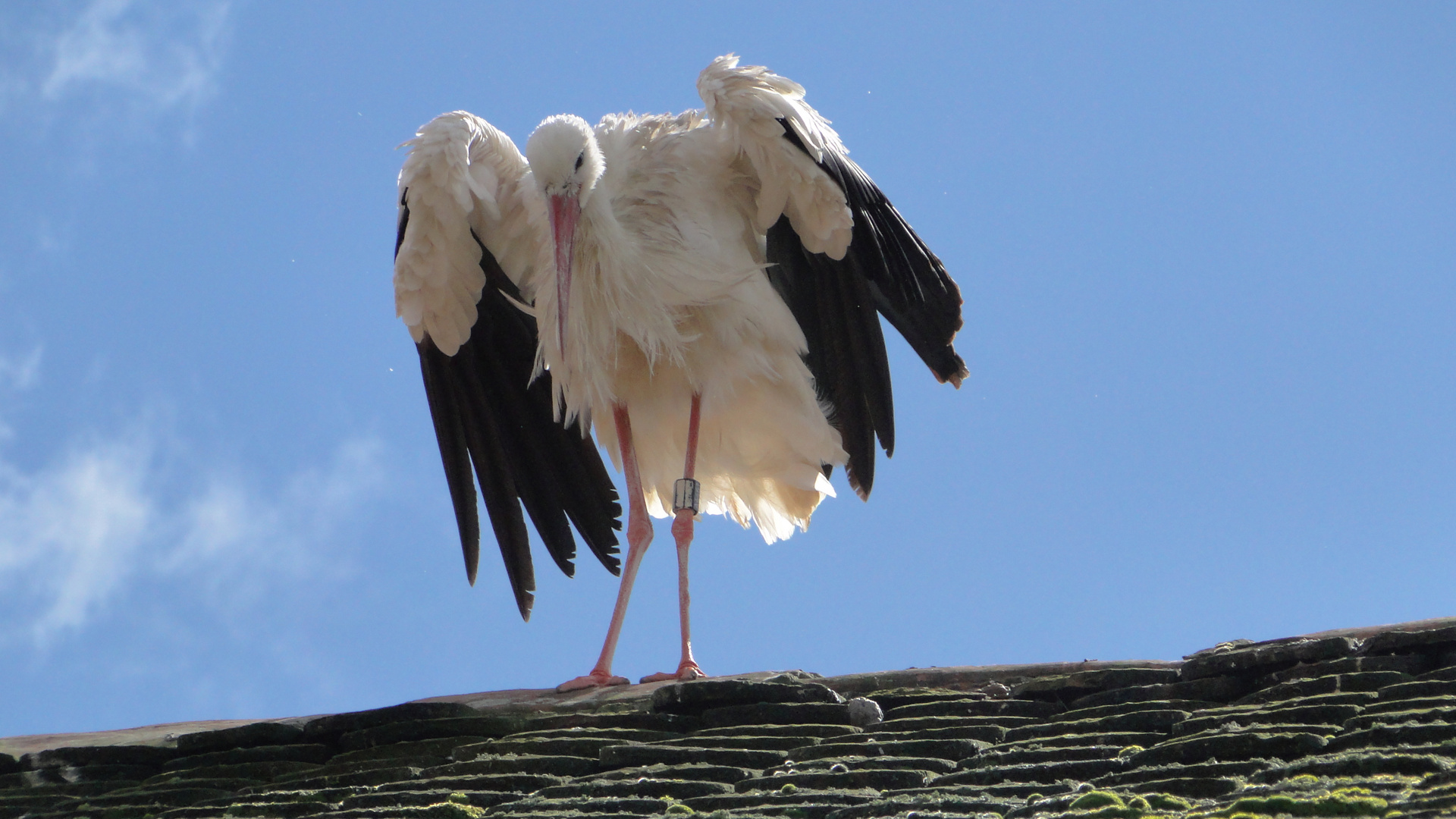 Storch auf dem Dach am Bodensee