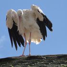 Storch auf dem Dach am Bodensee